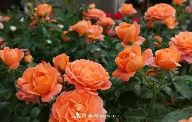 讓月季“秋花”多？學(xué)會(huì)正確“追肥”的方法，事半功倍(圖3)