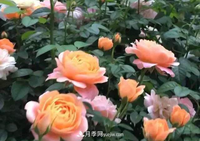 讓月季“秋花”多？學(xué)會(huì)正確“追肥”的方法，事半功倍(圖2)