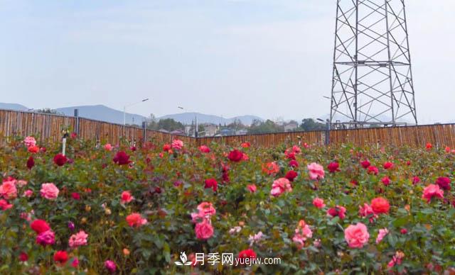 初冬賞花何處去？南京江寧這個(gè)近400畝的月季花海，趕緊安排！(圖2)