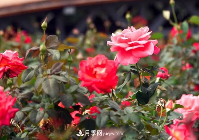 初冬賞花何處去？南京江寧這個(gè)近400畝的月季花海，趕緊安排！(圖1)