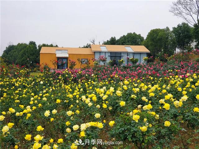 初冬賞花何處去？南京江寧這個(gè)近400畝的月季花海，趕緊安排！(圖3)