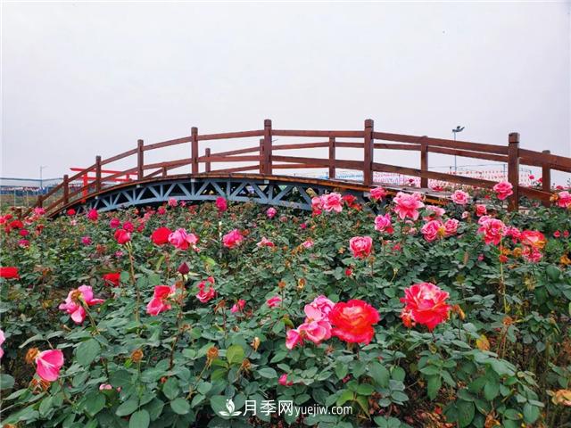 初冬賞花何處去？南京江寧這個(gè)近400畝的月季花海，趕緊安排！(圖6)