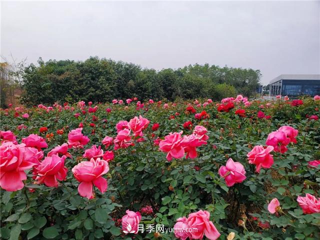 初冬賞花何處去？南京江寧這個(gè)近400畝的月季花海，趕緊安排！(圖4)