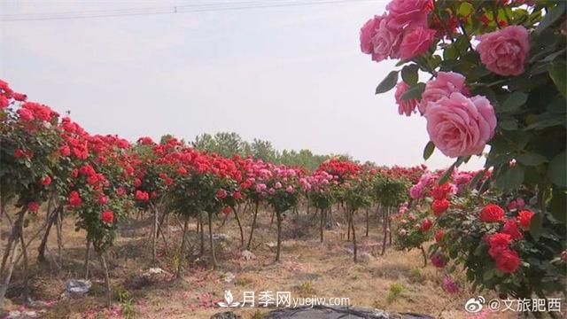 肥西縣三河鎮(zhèn)百畝樹(shù)狀月季園：花開(kāi)正艷，產(chǎn)業(yè)增收(圖2)