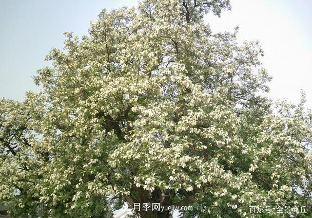 商丘的“市花”和“市樹”是什么，你能想到了(圖4)