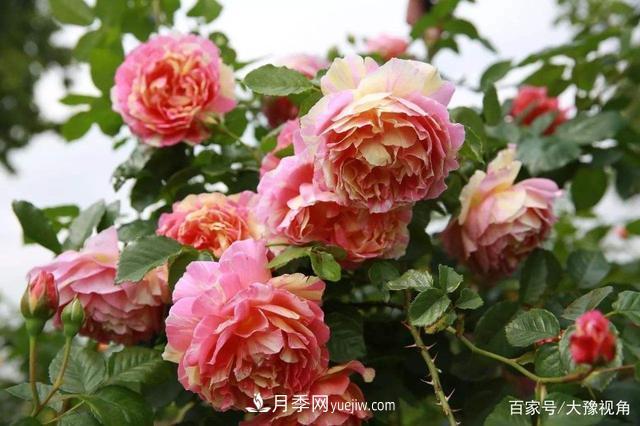河南省各市市花，洛陽(yáng)牡丹***出名，月季***受歡迎(圖1)