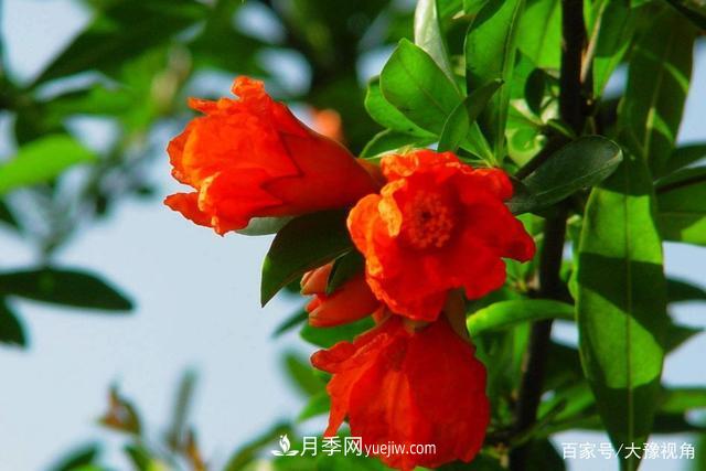 河南省各市市花，洛陽(yáng)牡丹***出名，月季***受歡迎(圖3)