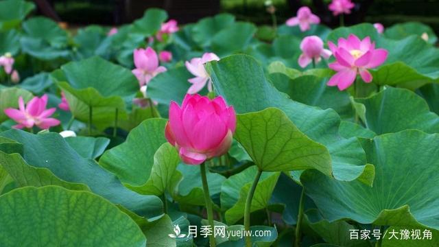 河南省各市市花，洛陽(yáng)牡丹***出名，月季***受歡迎(圖5)
