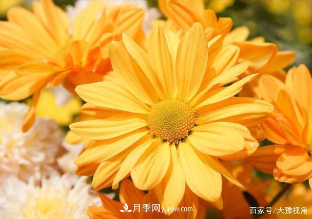 河南省各市市花，洛陽(yáng)牡丹***出名，月季***受歡迎(圖2)