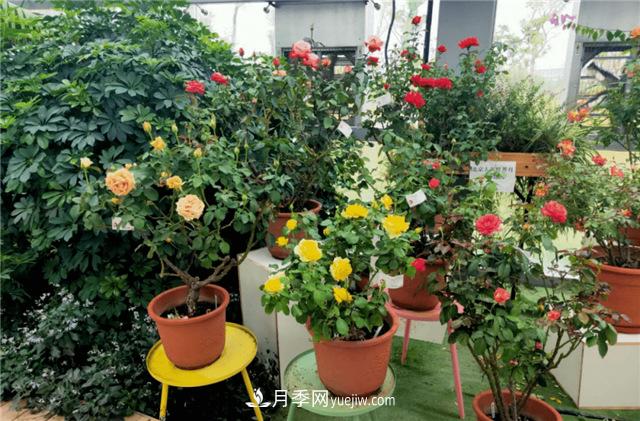 世界月季主題園在中國月季展中榮獲金獎(jiǎng)！(圖1)