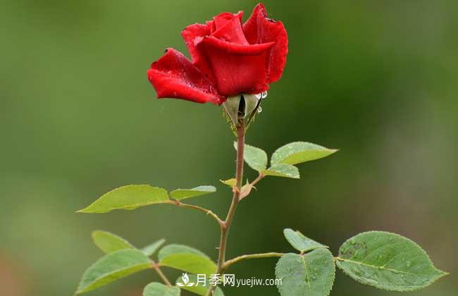 南陽月季花多少錢一株？(圖2)