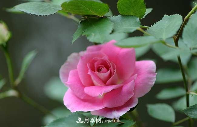 南陽月季花多少錢一株？(圖1)