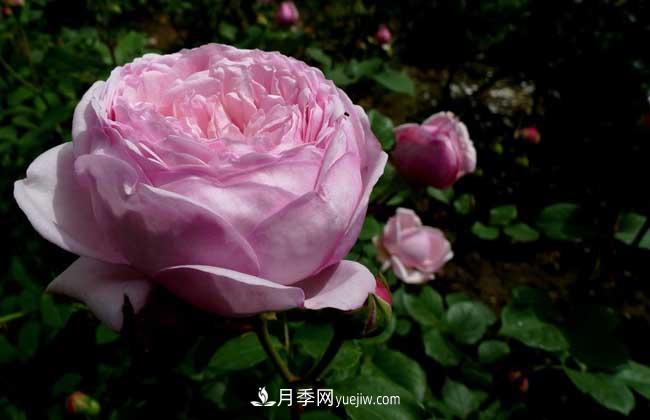 南陽月季花多少錢一株？(圖3)