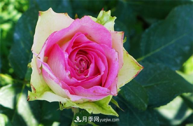 西安的春天，西部芳香園盛開的月季花(圖2)