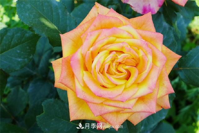 西安的春天，西部芳香園盛開的月季花(圖4)