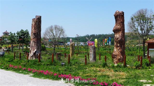 西安的春天，西部芳香園盛開的月季花(圖3)