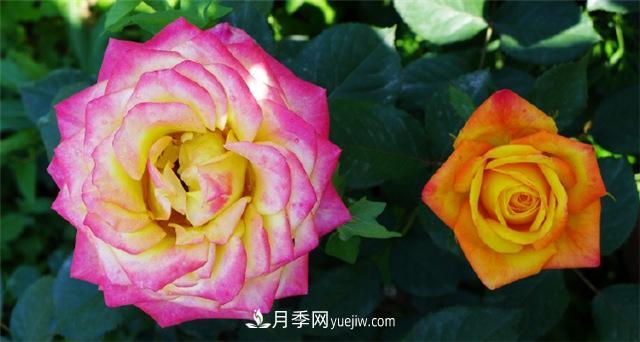 西安的春天，西部芳香園盛開的月季花(圖1)