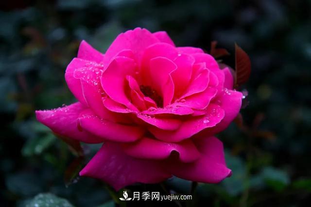 月季正紅：唯有此花開不厭，一年長占四時春(圖1)