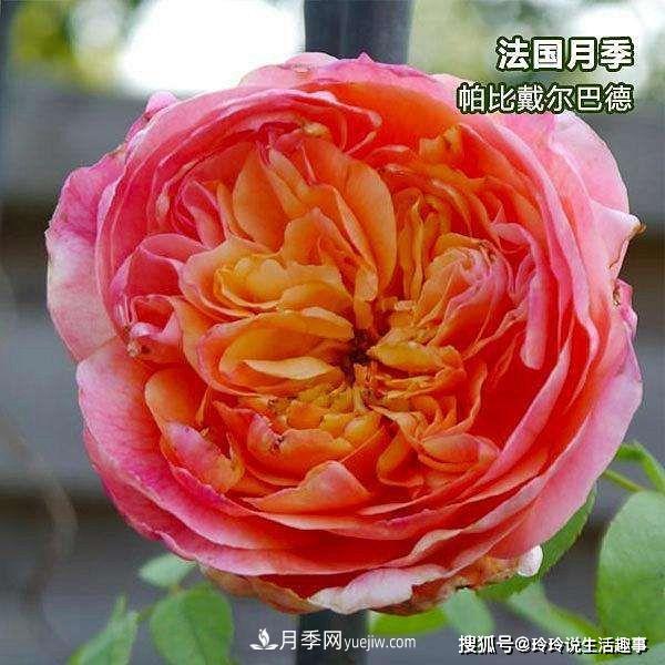喜歡玫瑰，不如養(yǎng)“優(yōu)良月季”戴爾巴德，古典花型，美麗怡人！(圖2)