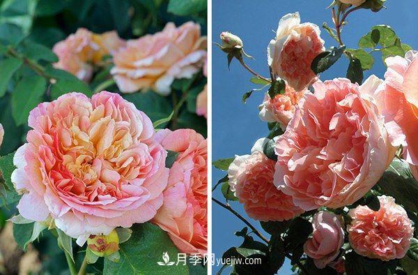 喜歡玫瑰，不如養(yǎng)“優(yōu)良月季”戴爾巴德，古典花型，美麗怡人！(圖1)