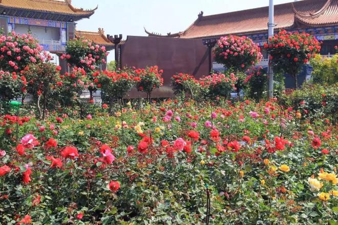南陽月季批發(fā)：唯有此花開不厭，一年長(zhǎng)占四時(shí)春(圖3)