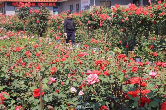 南陽月季批發(fā)：唯有此花開不厭，一年長(zhǎng)占四時(shí)春(圖5)