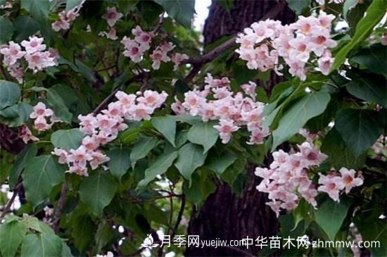 楸樹的價值有哪些，可美化環(huán)境還有藥用價值(圖1)
