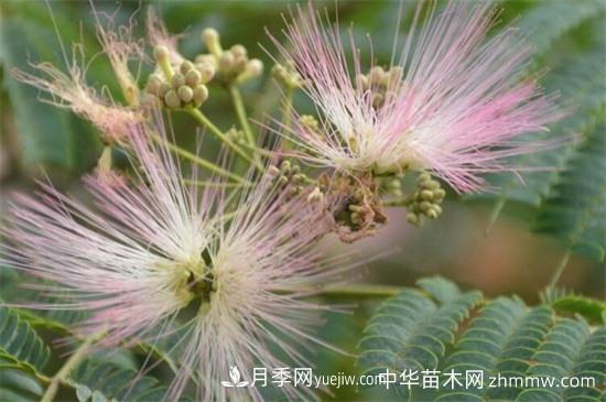 合歡樹(shù)和含羞草區(qū)別(圖2)