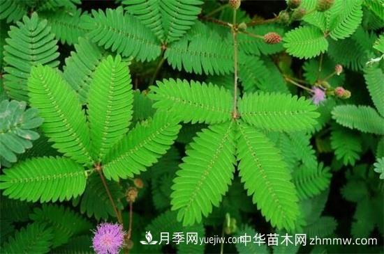 合歡樹(shù)和含羞草區(qū)別(圖1)
