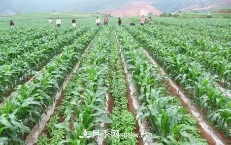 南陽農(nóng)作物30種間作套種方法，趕快收藏！(圖1)