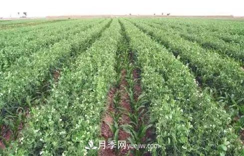 南陽農(nóng)作物30種間作套種方法，趕快收藏！(圖2)