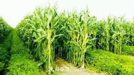 南陽農(nóng)作物30種間作套種方法，趕快收藏！(圖3)