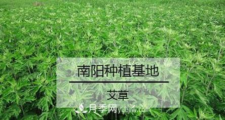 南陽(yáng)艾草的種植方法，艾草的種植技巧(圖1)