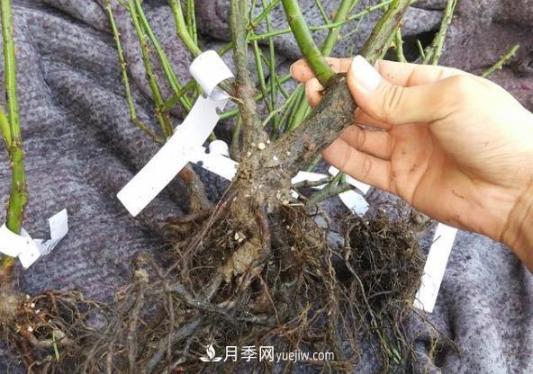 月季裸根大苗開花多見效快，網(wǎng)購注意事項(圖1)