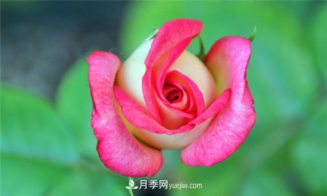 法國月季的摩納哥公主、摩納哥公爵和摩納哥王妃夏琳是什么關系？(圖1)