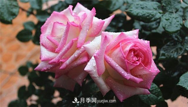 法國月季的摩納哥公主、摩納哥公爵和摩納哥王妃夏琳是什么關系？(圖2)