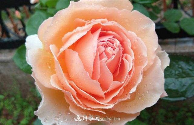 法國月季的摩納哥公主、摩納哥公爵和摩納哥王妃夏琳是什么關系？(圖4)