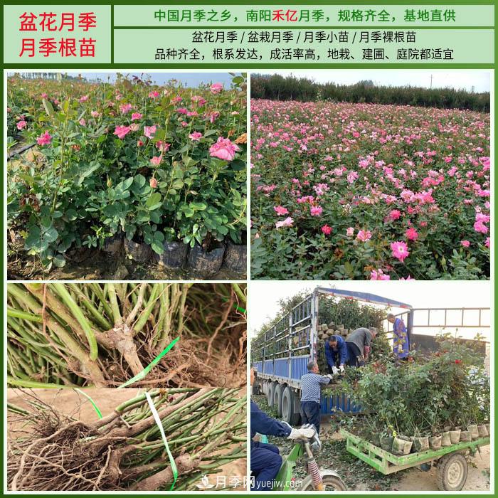 南陽(yáng)禾億月季基地，樹(shù)狀月季和月季裸根苗大量上市歡迎采購(gòu)(圖3)