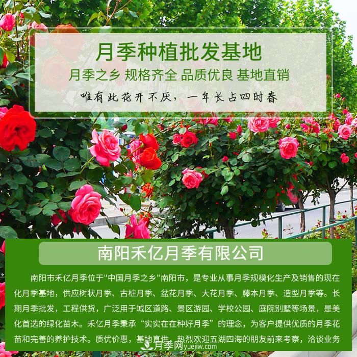 南陽(yáng)禾億月季基地，樹(shù)狀月季和月季裸根苗大量上市歡迎采購(gòu)(圖1)
