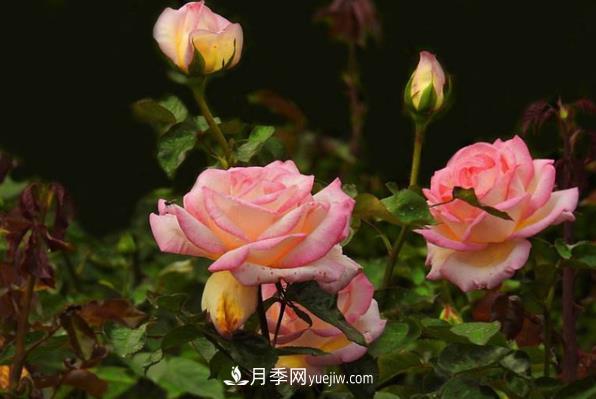 盆栽月季為什么花越開越小？要堅(jiān)持每年換盆(圖1)