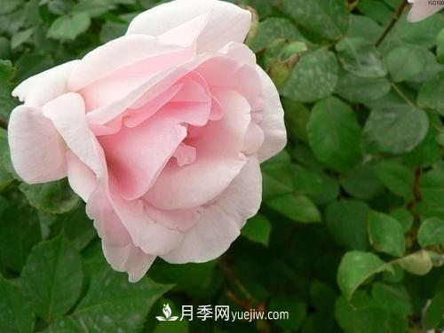 6款月季，家里養(yǎng)月季選它，好看好養(yǎng)好聞，是盆栽佳品(圖3)