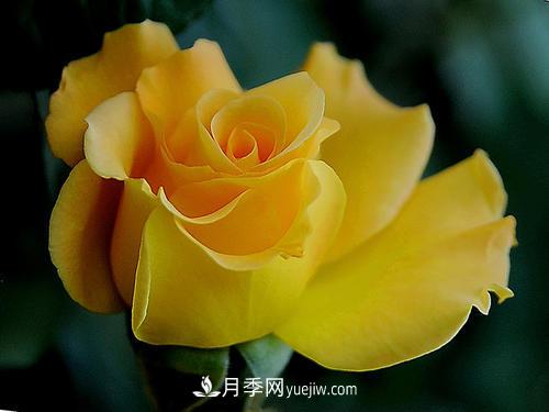 6款月季，家里養(yǎng)月季選它，好看好養(yǎng)好聞，是盆栽佳品(圖5)