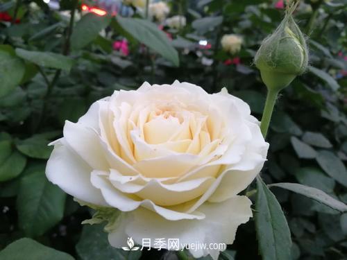 6款月季，家里養(yǎng)月季選它，好看好養(yǎng)好聞，是盆栽佳品(圖4)