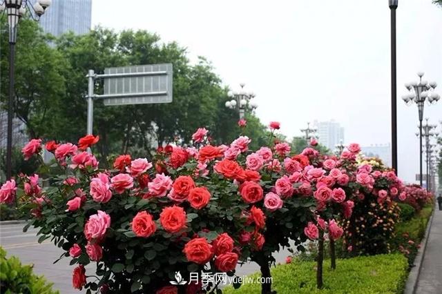 2021年全國苗木需求量預測，能種滿2000多萬畝苗圃(圖1)