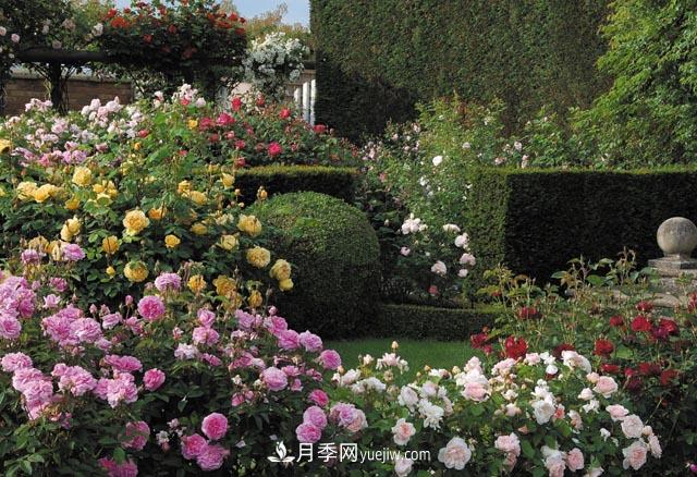 在農(nóng)村種植綠化苗木有發(fā)展前途嗎？種什么苗木有市場？(圖1)