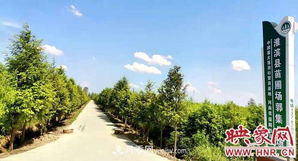 信陽淮濱：建成全國(guó)***大的落羽杉苗木繁育基地(圖1)