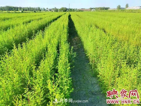 信陽淮濱：建成全國(guó)***大的落羽杉苗木繁育基地(圖2)