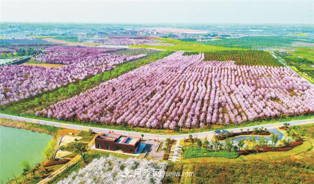 安徽肥西打造苗木花卉產(chǎn)業(yè)“強(qiáng)引擎”(圖2)