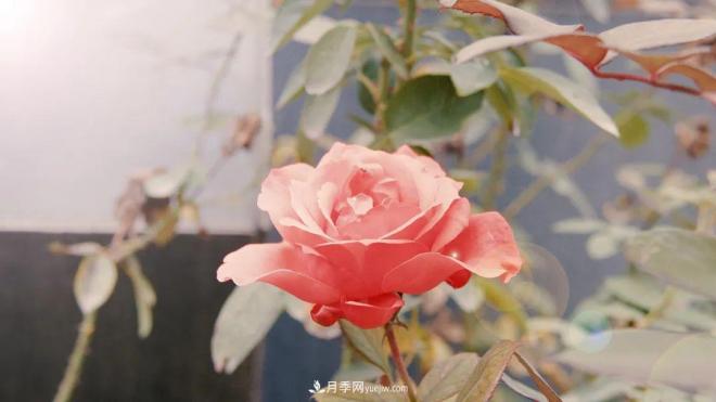 牽手農科院！蘭州新區(qū)將建西北***大月季種質資源圃(圖1)