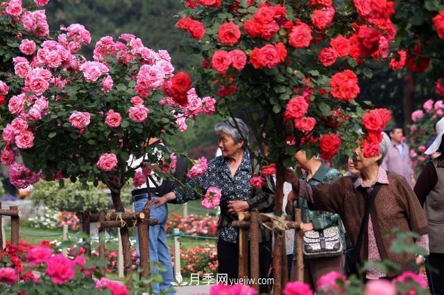 家庭園藝選擇樹狀月季，花期長生命力強種植簡單(圖2)
